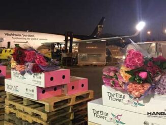El Aeropuerto de Miami recibirá 1.400 millones de flores por San Valentín
